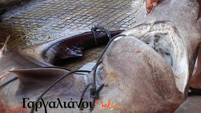 Μαραθόπολη: Αλιευτικό σκάφος έπιασε καρχαρία 180 κιλών