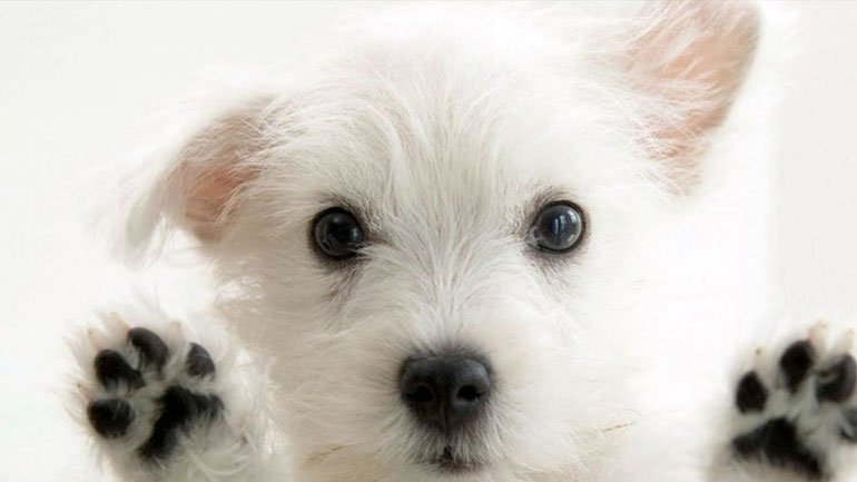 Τι ψώνια πρέπει να κάνω για το νέο μου σκυλάκι;