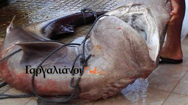 Μεσσηνία: Καρχαριοειδές 180 κιλών στα δίχτυα ψαράδων!