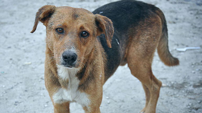 Καβάλα: Αδέσποτο «πρωταγωνίστησε» σε τραγωδία του Αισχύλου