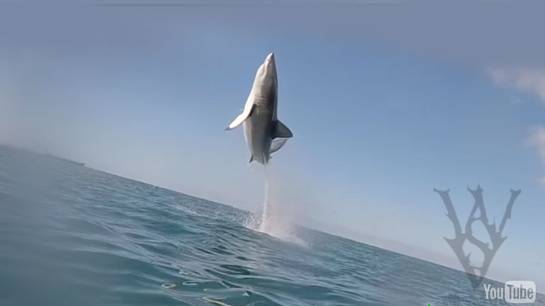 Απίστευτο: Λευκός καρχαρίας πηδά 2,5 μέτρα έξω από το νερό