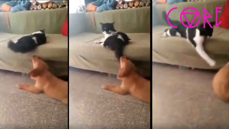 Η γάτα ανέχτηκε αρκετά από τον σκύλο