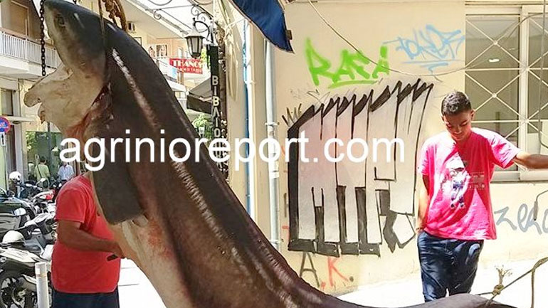 Αγρίνιο: Στα δίχτυα των ψαράδων καρχαρίας 350 κιλών