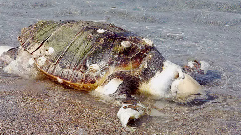 Νεκρή εντοπίστηκε στην Ιθάκη χελώνα καρέτα-καρέτα
