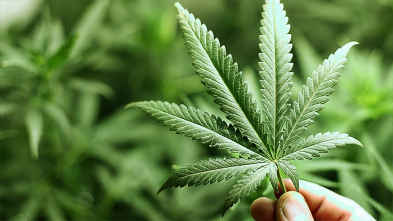 Κύπρος: Νομιμοποιείται η καλλιέργεια και διάθεση της ιατρικής κάνναβης