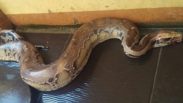 «Βοήθεια, ένας βόας έχει τυλιχθεί γύρω από το πρόσωπό μου!»