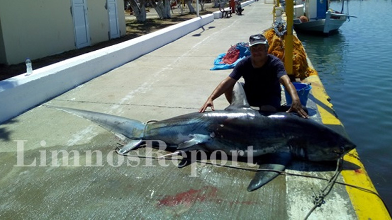 Έπιασαν καρχαρία 200 κιλών στην περιοχή της Αγίας Ειρήνης στη Λήμνο