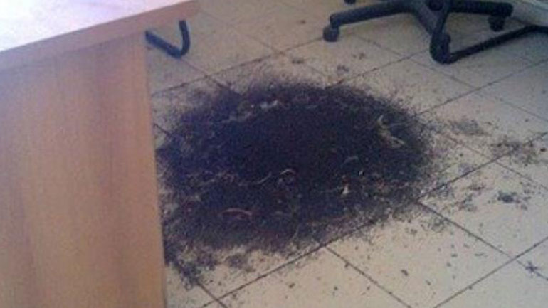 Δυτική Αχαΐα: Νυχτερίδες έκαναν «κατάληψη» σε πρώην δημαρχείο!