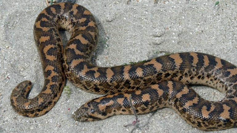 Επίθεση από τον βόα της δέχθηκε γυναίκα στο Οχάιο