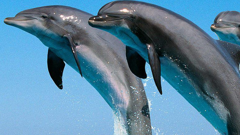 Ο χορός των δελφινιών στην παραλία της Άκολης που μάγεψε τους λουόμενους