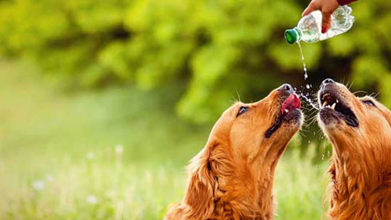 Τι είναι ωφέλιμο να πίνει ο σκύλος μας, εκτός από νερό;