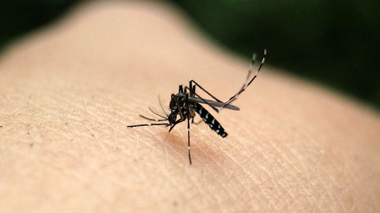 Κρούσμα ελονοσίας από τσίμπημα κουνουπιού – Σε καραντίνα 4 χωριά