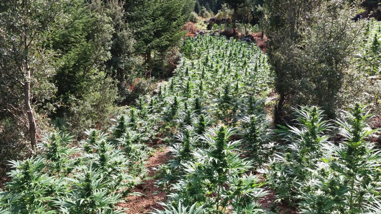 Συλλήψεις σε Κοζάνη και Γρεβενά για καλλιέργεια δενδρυλλίων κάνναβης