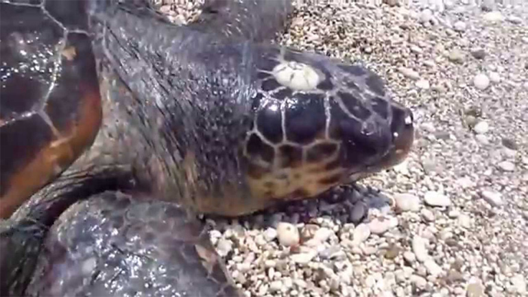 Εντοπίστηκε νεκρή καρέτα – καρέτα σε παραλία της Σαλαμίνας