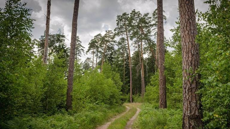 Η Βαρσοβία αγνοεί το Ευρωπαϊκό Δικαστήριο και συνεχίζει την υλοτόμηση στο δάσος Μπιαλοβιέσκα