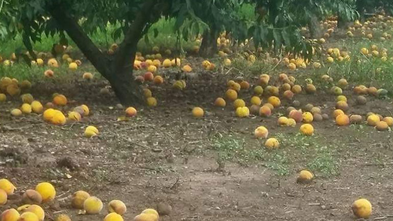 Στο Ευρωκοινοβούλιο το αίτημα ροδακινοπαραγωγών για αποζημιώσεις