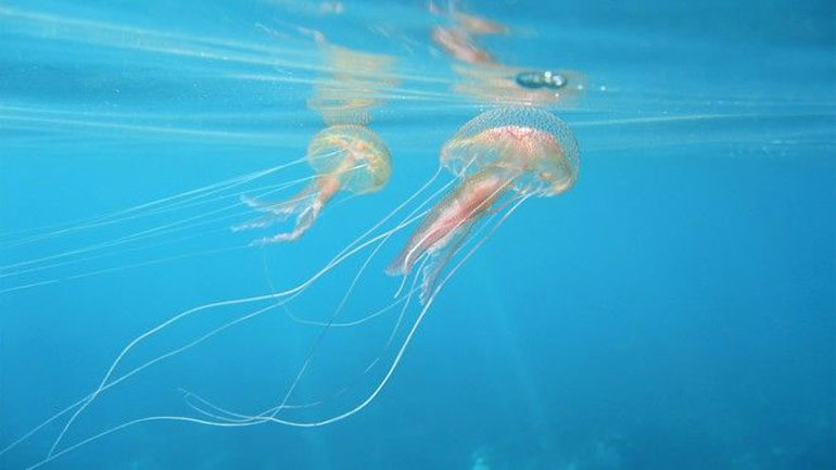 Λαμβάνονται μέτρα για την αντιμετώπιση των μεδουσών στον Κορινθιακό