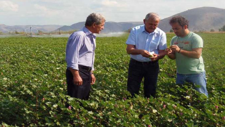 Το πράσινο σκουλήκι στα βαμβάκια της Λάρισας