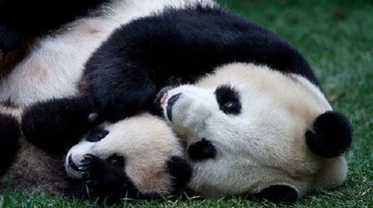 Γεννήθηκε το πρώτο μωρό πάντα από γονείς που ζουν ο ένας στη φύση και ο άλλος σε αιχμαλωσία