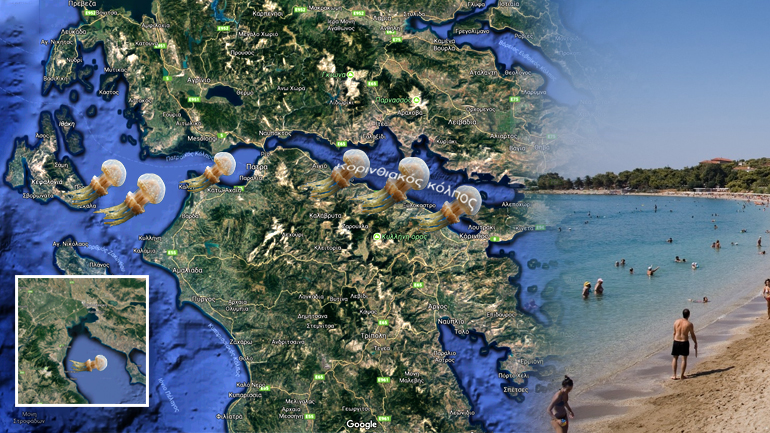 Στο κυνήγι της μέδουσας