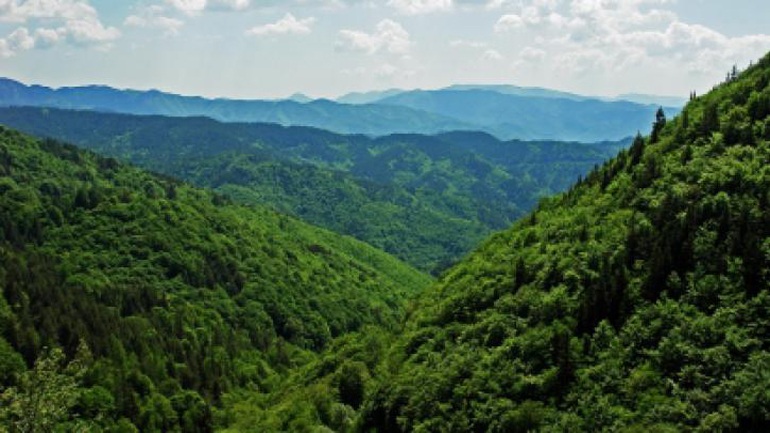Κίνα: Η αναδάσωση προστατεύει από την ξηρασία