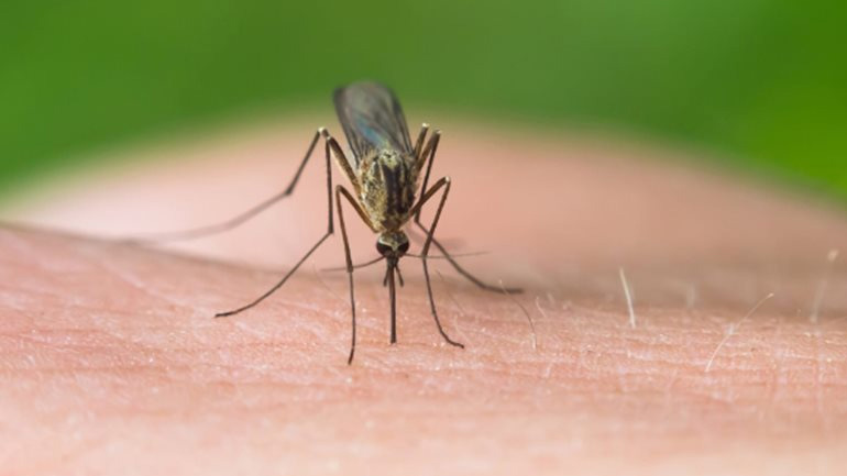 Μια γυναίκα από την Αργολίδα το πρώτο θύμα του ιού του Δυτικού Νείλου στην Ελλάδα