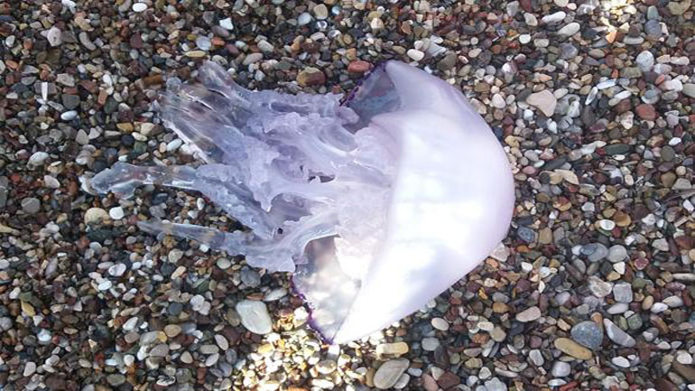 Στείλτε στο zougla.gr φωτογραφίες από μέδουσες ή τσούχτρες που εντοπίζετε στις παραλίες