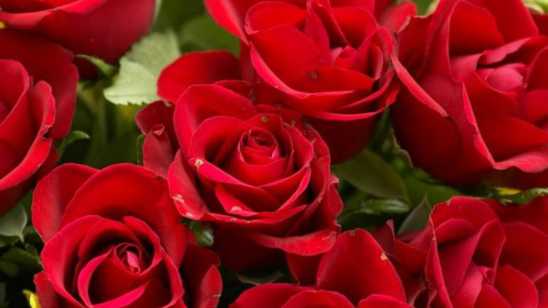 Το 80% των λουλουδιών είναι… εισαγόμενο