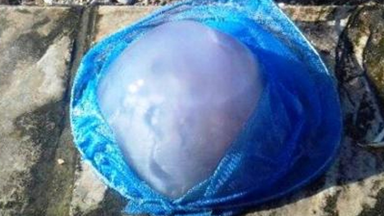 Τεράστια μέδουσα στην παραλία της Άκολης Αχαΐας