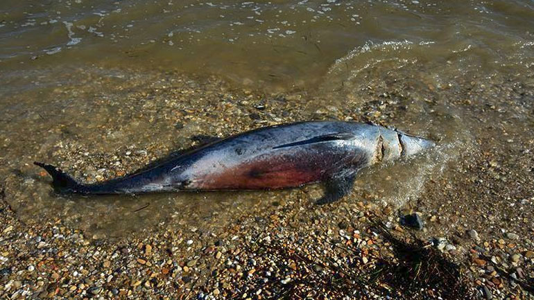 Εντοπίστηκε νεκρό δελφίνι στην Επανομή