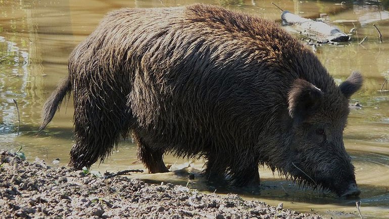 Θεσσαλονίκη: Προβλήματα σε καλλιεργήσιμες εκτάσεις λόγω του υπερπληθυσμού των αγριογούρουνων