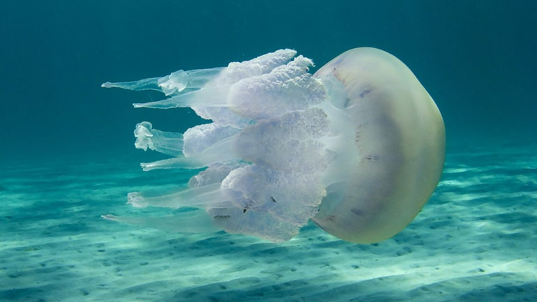 Μέδουσες στην παραλία Άκολης στην Αχαΐα