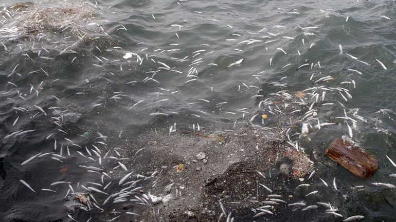 Λάρισα: Μεγάλη ποσότητα νεκρών ψαριών ξεβράστηκε σε παραλία της Κουλούρας