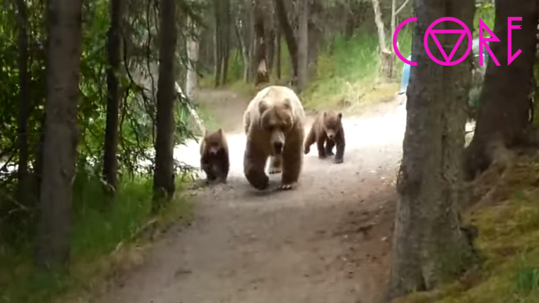 Πεζοπόρος αντιμετωπίζει μια αρκούδα γκρίζλι με τα μικρά της