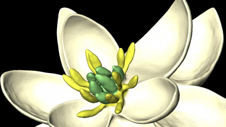 Κάπως έτσι ήταν το πρώτο λουλούδι που εμφανίστηκε στη Γη