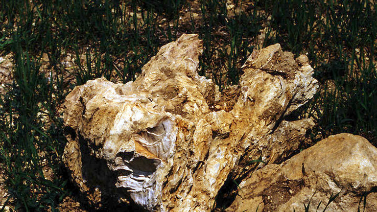 Κερασιά Εύβοιας: Δημιουργείται γεωπάρκο με την πλούσια παλαιοντολιγική ιστορία της περιοχής