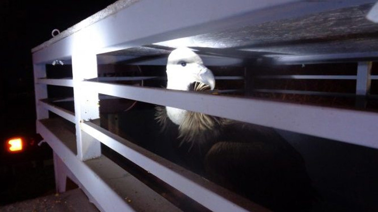 Μικρός γύπας βρέθηκε εξαντλημένος στη μέση του δρόμου