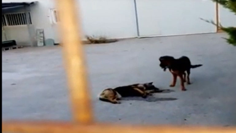 Σκυλιά αφέθηκαν στη μοίρα τους σε εργοστάσιο του Ολυμπιακού Χωριού – φιλόζωοι έσωσαν το ένα από βασανιστικό θάνατο