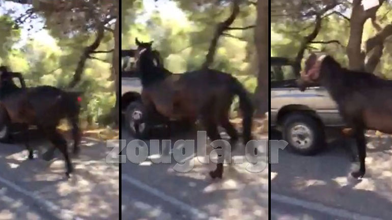 Καψόνι στο άλογο του: Το έβαλε να τρέχει δίπλα στο όχημα του, εν μέσω καύσωνα