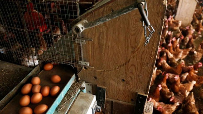 Η Ολλανδία πραγματοποιεί ελέγχους στο κρέας των πουλερικών