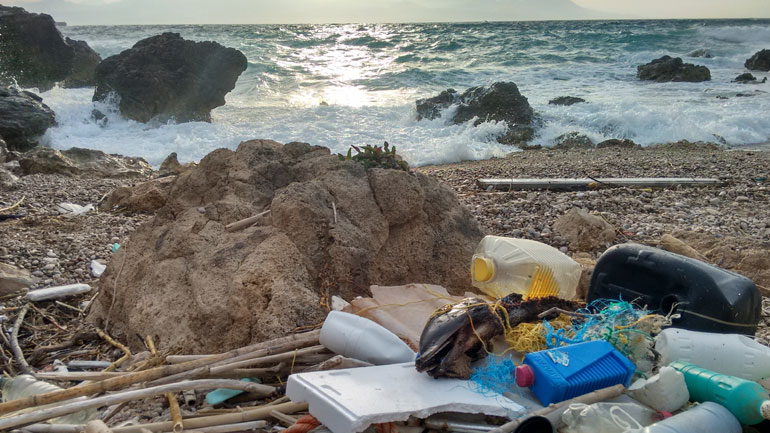 Nεκρά δελφίνια στις ελληνικές παραλίες, γεμάτα πλαστικό στο στομάχι τους
