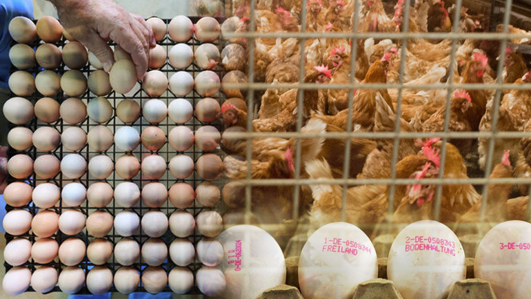 Αμείλικτος αυγοπόλεμος στην Ευρώπη
