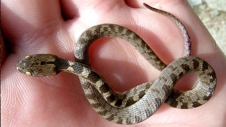 Κεφαλονιά: Τα φιδάκια της Παναγίας