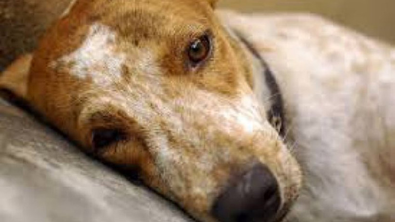 Σύλληψη 39χρονου στο λιμάνι της Ραφήνας για κακοποίηση σκύλου