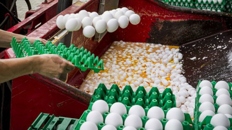 Συλλήψεις δύο υπόπτων στην Ολλανδία για το σκάνδαλο με τα μολυσμένα αυγά