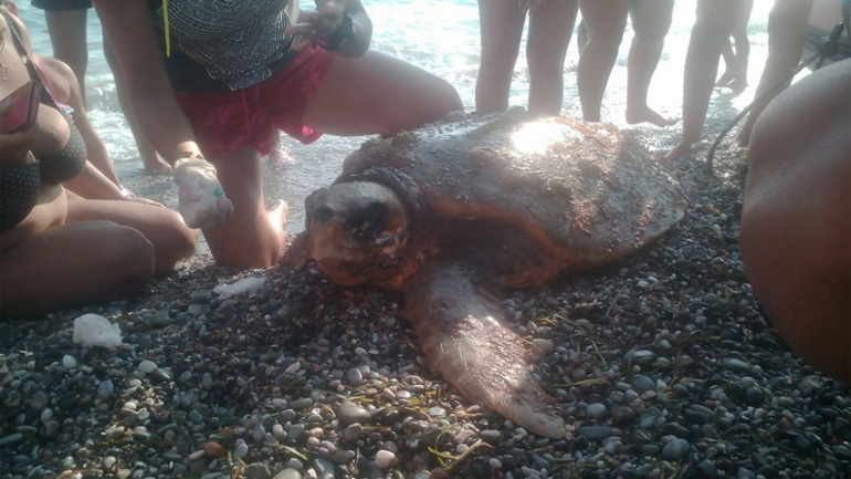 Τραυματισμένη caretta caretta εντοπίστηκε σε παραλία της Καλαμάτας