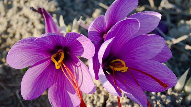 Ανοίγει ο δρόμος για την πώληση ελληνικού κρόκου στην Κίνα ως φαρμάκου