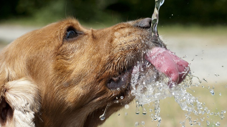 Τι είναι ωφέλιμο να πίνει ο σκύλος μας, εκτός από νερό;