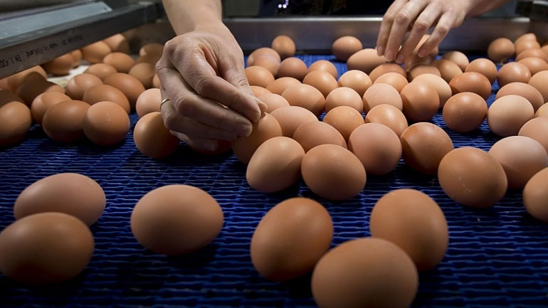 Μολυσμένα αυγά: Η Υπηρεσία Ασφάλειας των Τροφίμων της Γαλλίας επιβεβαιώνει ότι ο κίνδυνος για την υγεία είναι «πολύ χαμηλός»