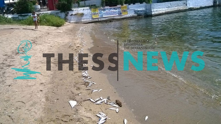 Χαλκιδική: Γέμισε με νεκρά ψάρια το λιμανάκι του Νέου Μαρμαρά